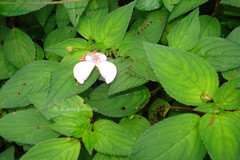 Impatiens viscosa